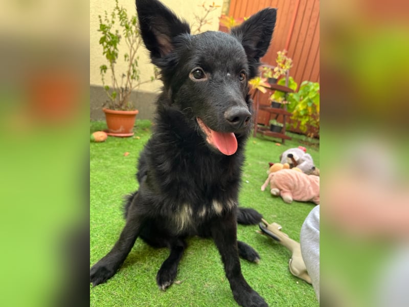 Fiona SR– Kleine Entdeckerin sucht liebevolles Zuhause