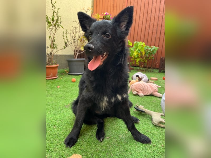 Fiona SR– Kleine Entdeckerin sucht liebevolles Zuhause