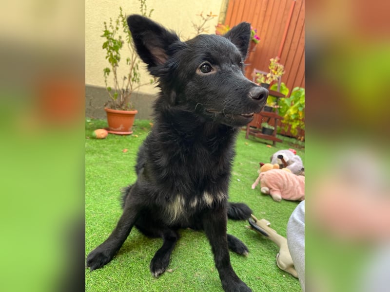 Fiona SR– Kleine Entdeckerin sucht liebevolles Zuhause