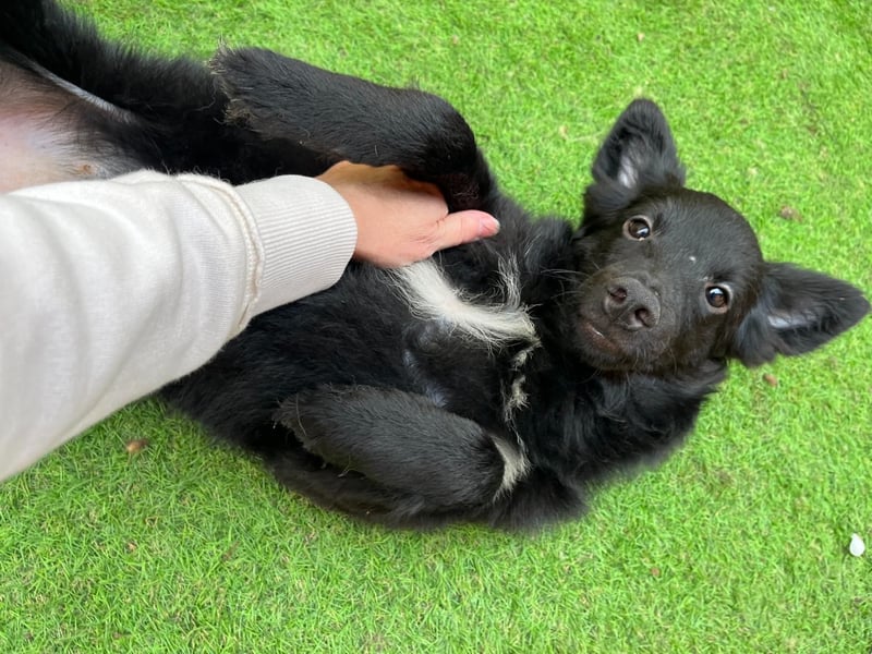 Fiona SR– Kleine Entdeckerin sucht liebevolles Zuhause