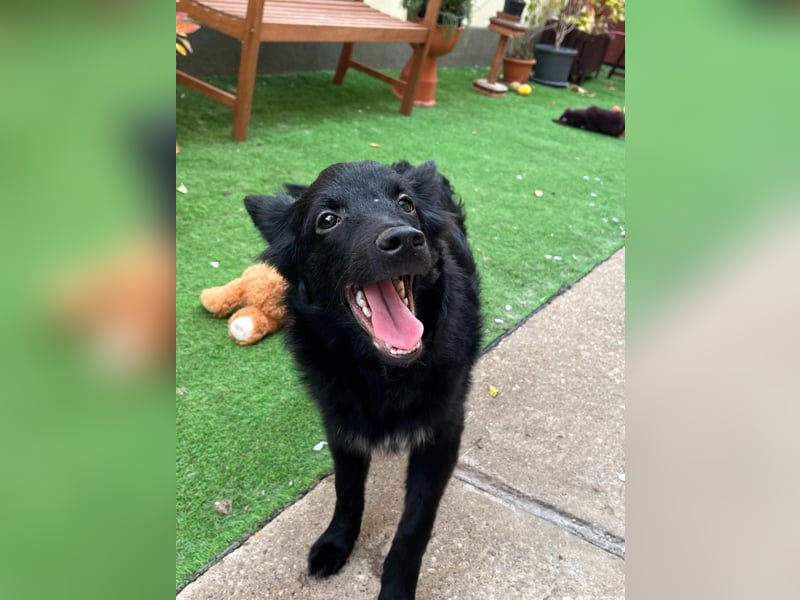 Fiona SR– Kleine Entdeckerin sucht liebevolles Zuhause