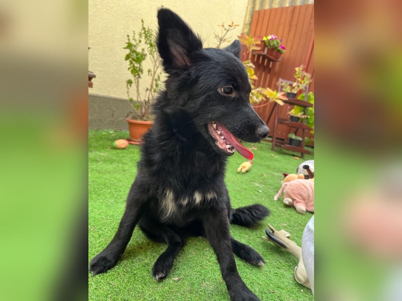 Fiona SR– Kleine Entdeckerin sucht liebevolles Zuhause