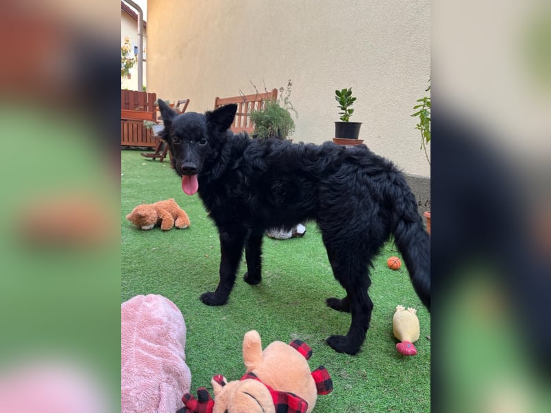 Fiona SR– Kleine Entdeckerin sucht liebevolles Zuhause
