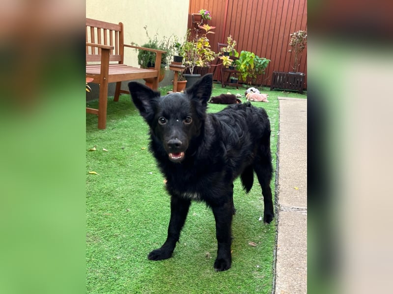 Fiona SR– Kleine Entdeckerin sucht liebevolles Zuhause