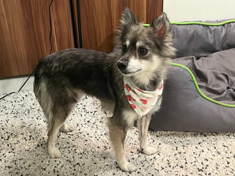 Kiwi SR - Neugierige Maus sucht Zuhause