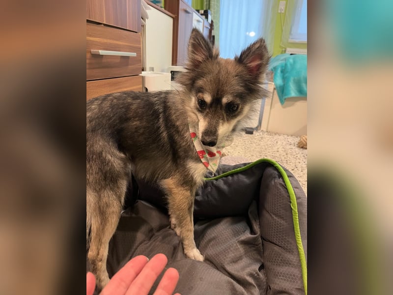 Kiwi SR - Neugierige Maus sucht Zuhause