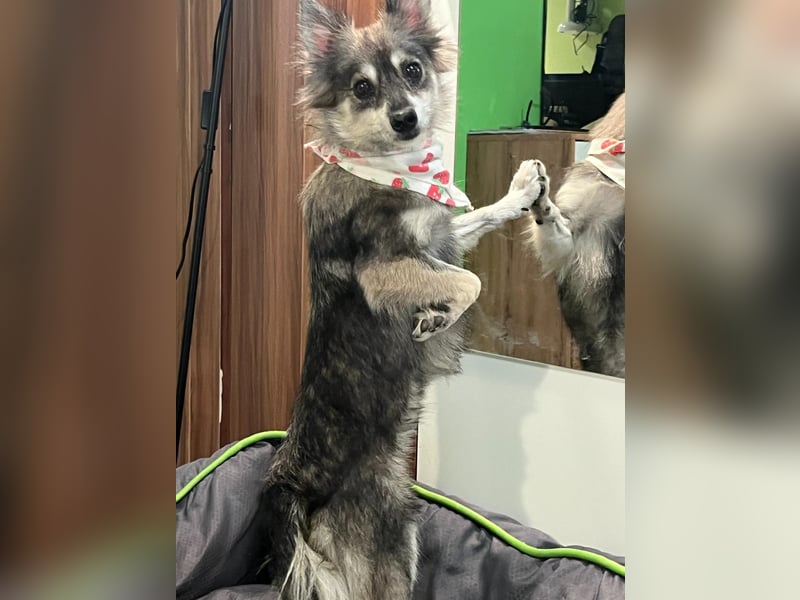 Kiwi SR - Neugierige Maus sucht Zuhause