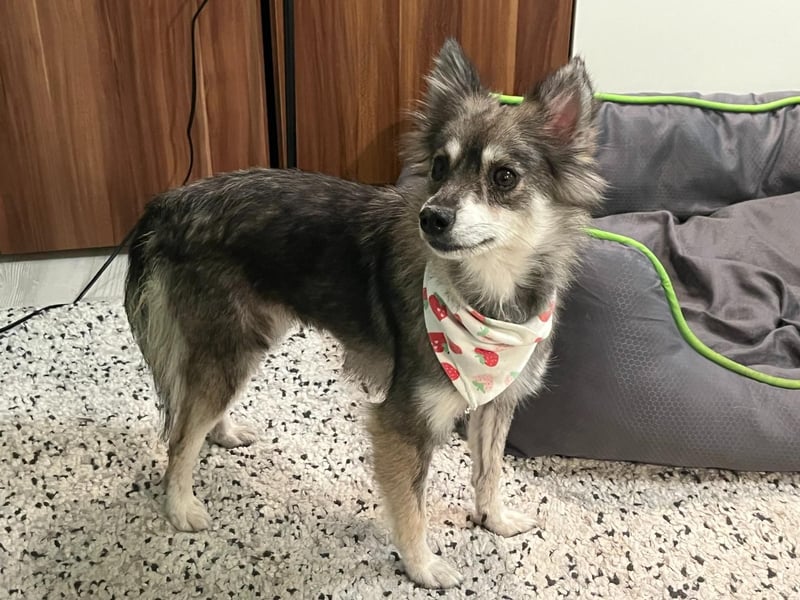 Kiwi SR - Neugierige Maus sucht Zuhause