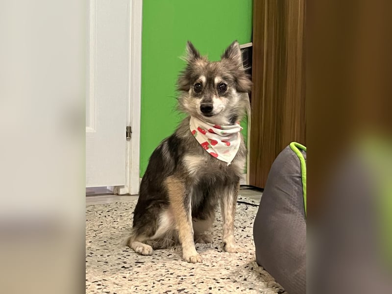 Kiwi SR - Neugierige Maus sucht Zuhause