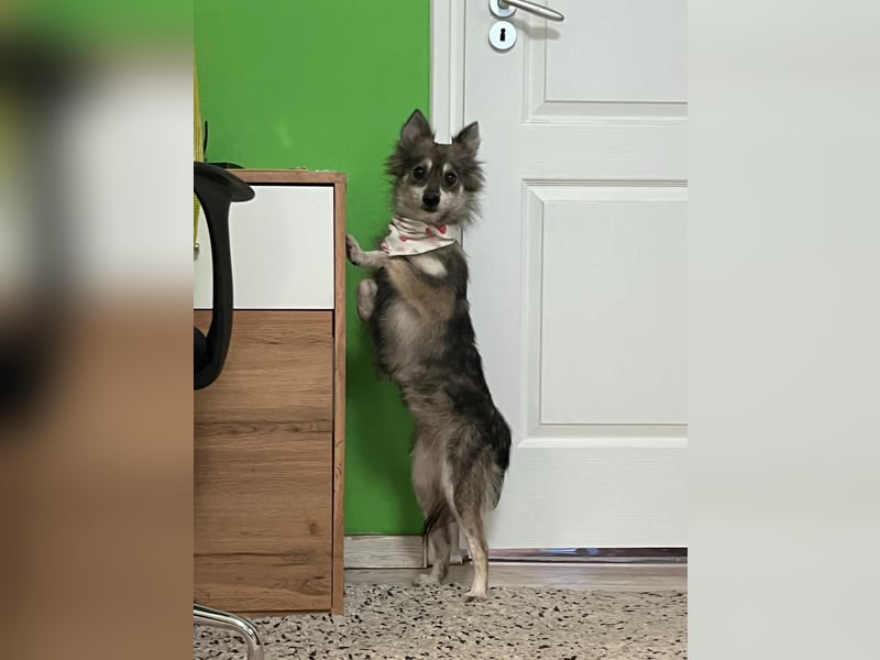 Kiwi SR - Neugierige Maus sucht Zuhause