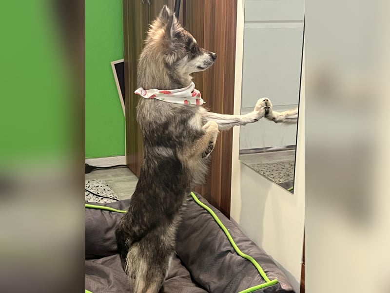 Kiwi SR - Neugierige Maus sucht Zuhause