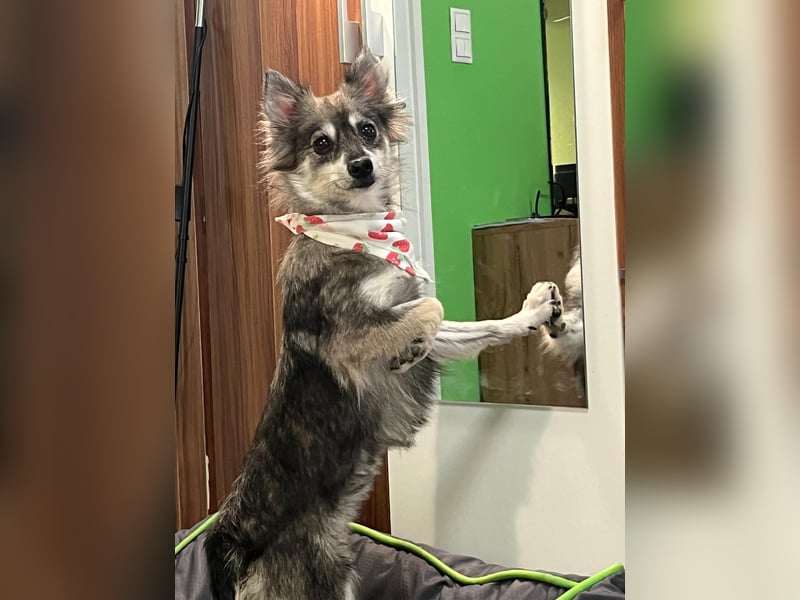 Kiwi SR - Neugierige Maus sucht Zuhause
