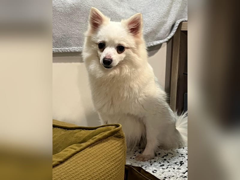 Lumi SR – kleine Hündin sucht ihr Für-immer-Zuhause