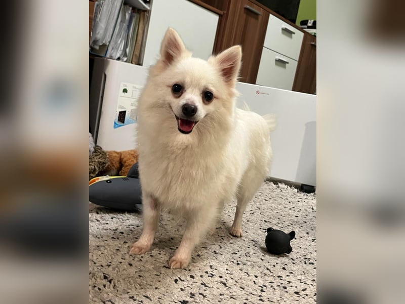 Lumi SR – kleine Hündin sucht ihr Für-immer-Zuhause