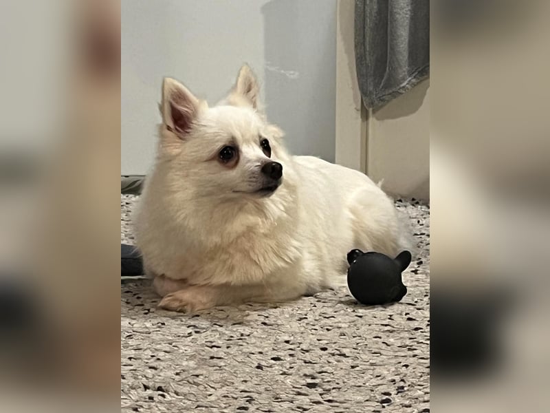 Lumi SR – kleine Hündin sucht ihr Für-immer-Zuhause