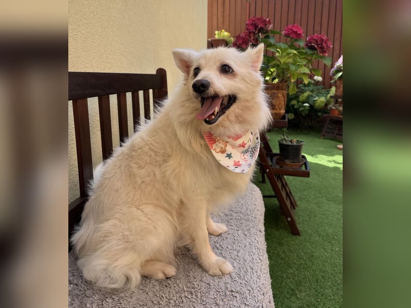 Rosie 2 – Ruhige Spitz-Dame sucht liebevolles Zuhause