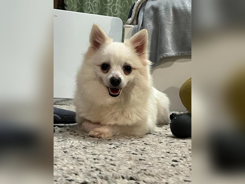 Lumi SR – kleine Hündin sucht ihr Für-immer-Zuhause