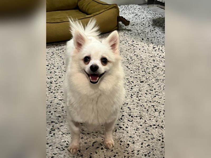 Lumi SR – kleine Hündin sucht ihr Für-immer-Zuhause
