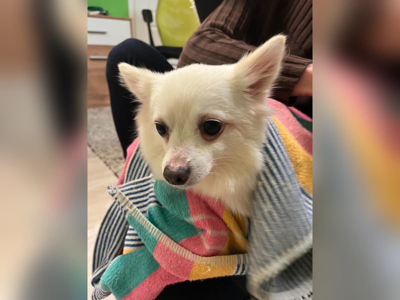 Lumi SR – kleine Hündin sucht ihr Für-immer-Zuhause