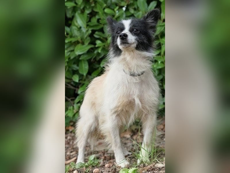 Zierliche schüchterne Betty sucht ein geduldiges Zuhause