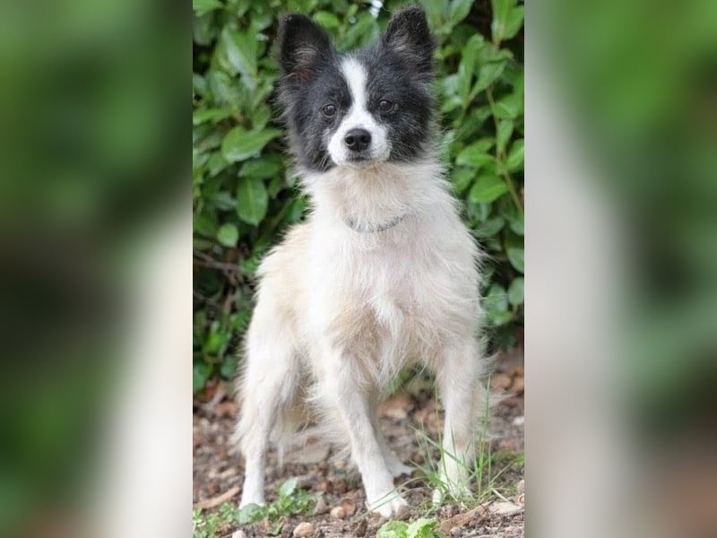 Zierliche schüchterne Betty sucht ein geduldiges Zuhause