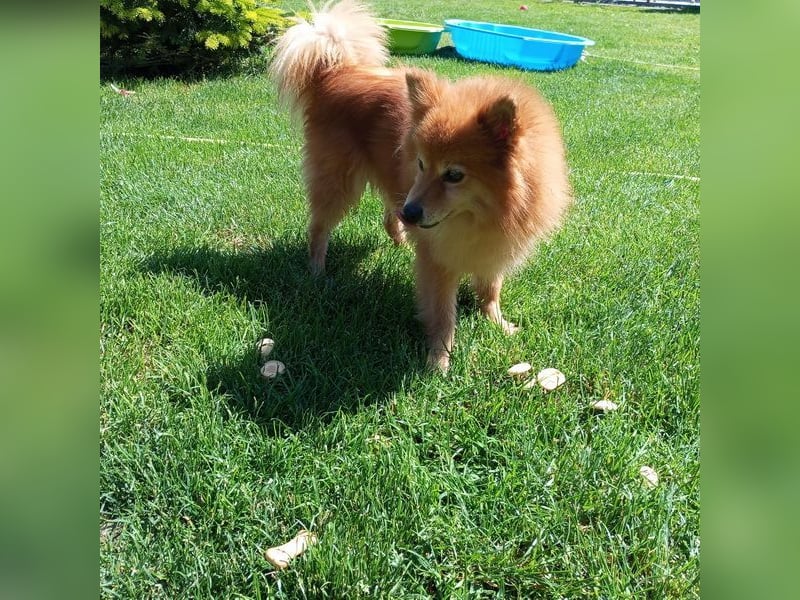 LEILANA - die liebe und ruhige Hündin wünscht sich Menschen mit viel Zeit