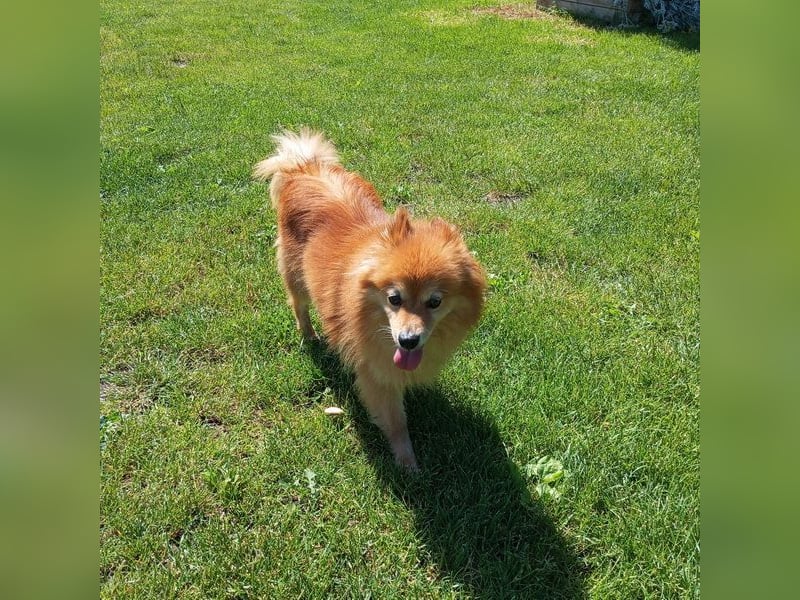 LEILANA - die liebe und ruhige Hündin wünscht sich Menschen mit viel Zeit