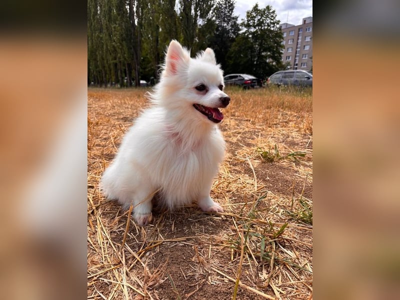 TINA - die unkomplizierte kleine Hündin träumt von einem liebevollen Für-Immer Zuhause!