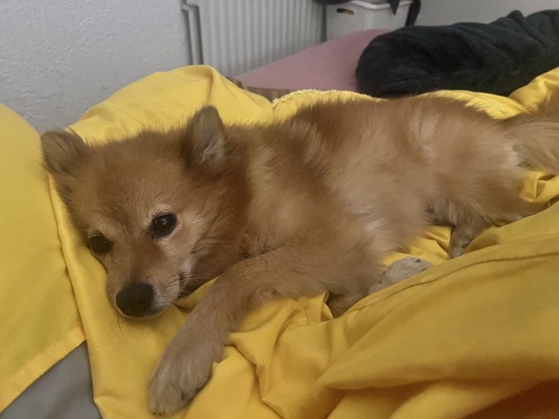 LEILANA - die liebe und ruhige Hündin wünscht sich Menschen mit viel Zeit