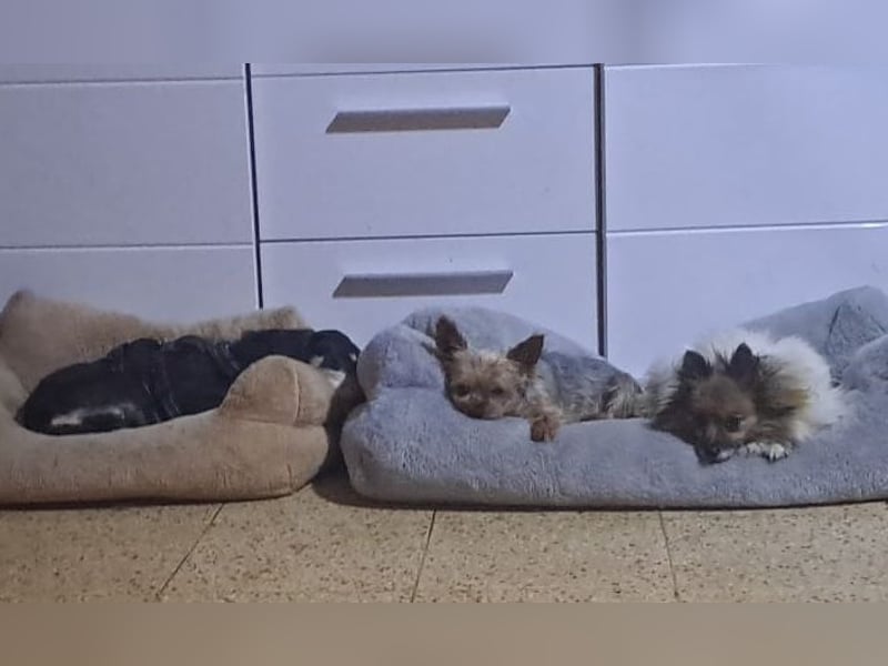 WALLI - die kleine Maus ist noch zurückhaltend und vorsichtig und wünscht sich Menschen mit Geduld