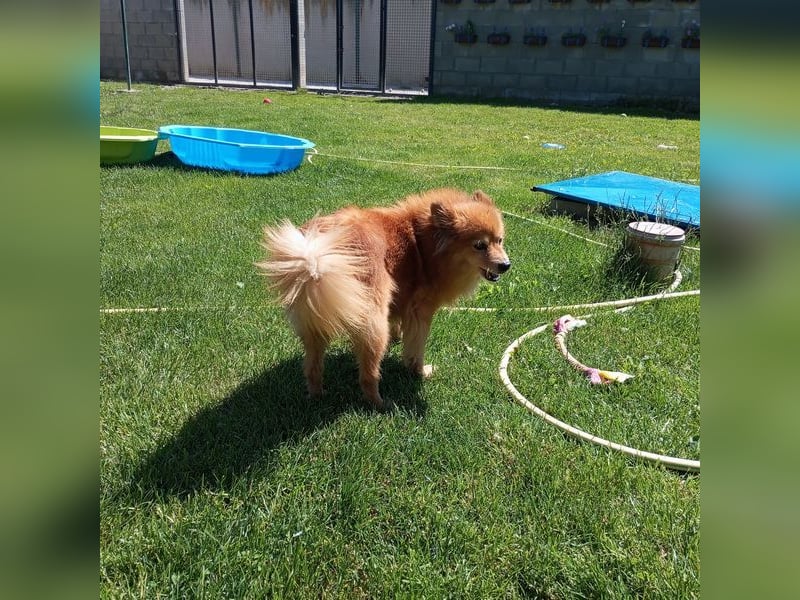 LEILANA - die liebe und ruhige Hündin wünscht sich Menschen mit viel Zeit