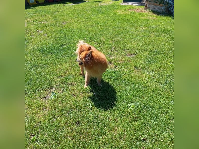 LEILANA - die liebe und ruhige Hündin wünscht sich Menschen mit viel Zeit