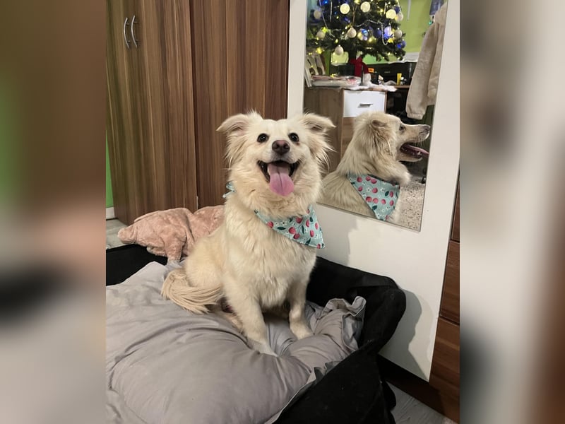 Eevee, schlaues und freundliches Spitz-Mix-Mädchen, geb. 01/2025