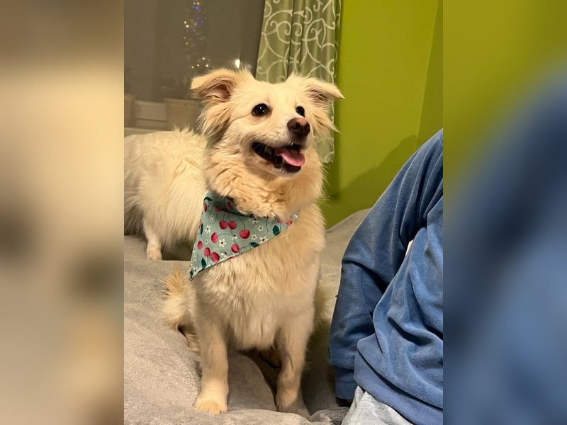 Eevee, schlaues und freundliches Spitz-Mix-Mädchen, geb. 01/2025