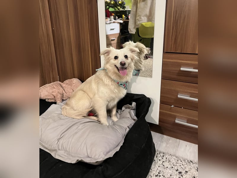 Eevee, schlaues und freundliches Spitz-Mix-Mädchen, geb. 01/2025