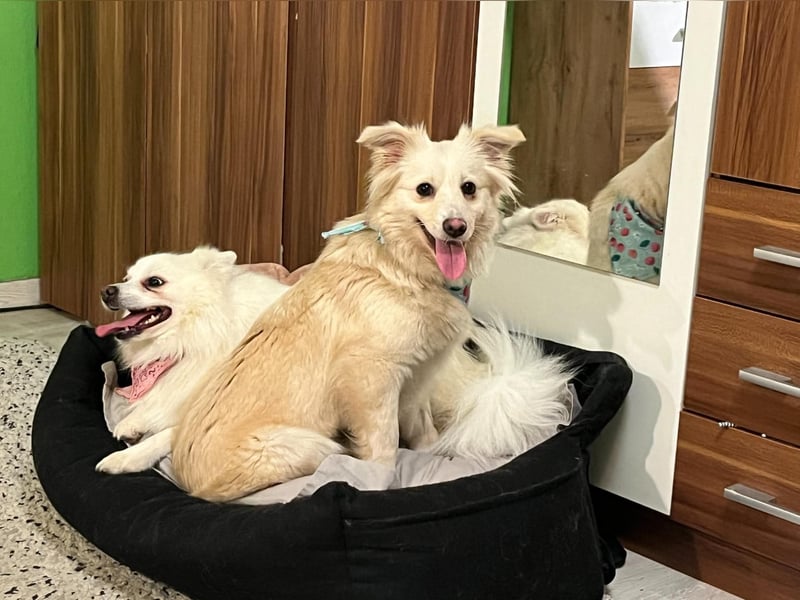 Eevee, schlaues und freundliches Spitz-Mix-Mädchen, geb. 01/2025