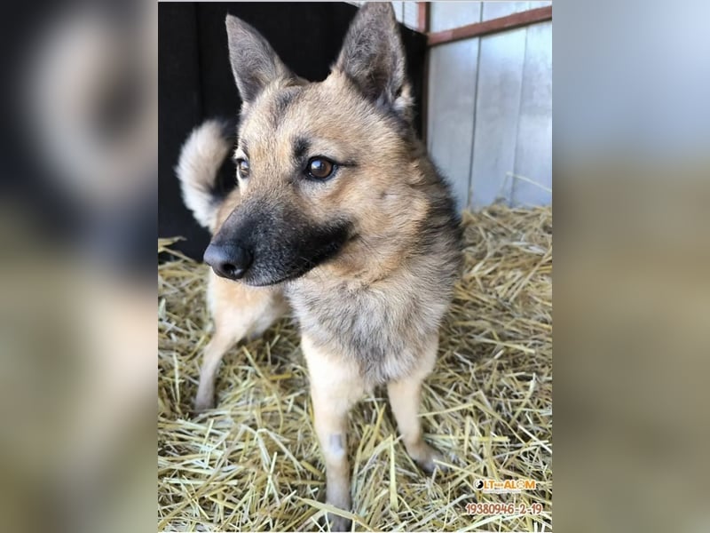 Benji kleiner Spitzmischling mit großem Herz und klugem Kopf