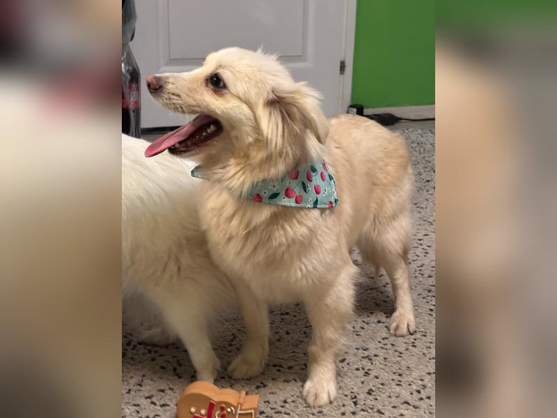 Eevee, schlaues und freundliches Spitz-Mix-Mädchen, geb. 01/2025