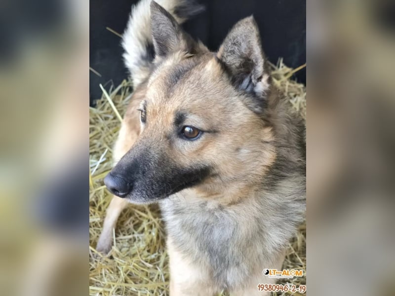 Benji kleiner Spitzmischling mit großem Herz und klugem Kopf