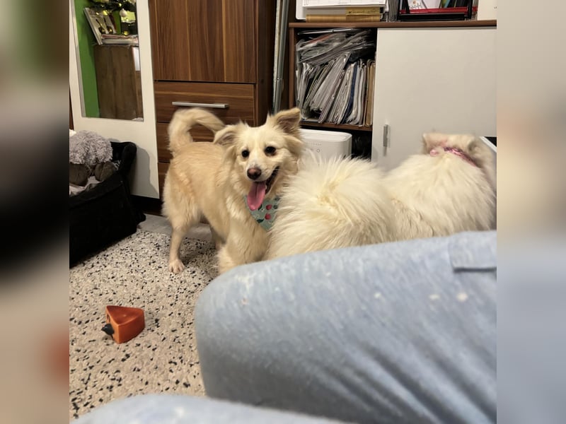 Eevee, schlaues und freundliches Spitz-Mix-Mädchen, geb. 01/2025