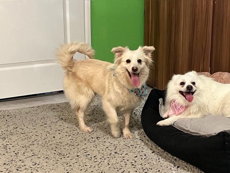 Eevee, schlaues und freundliches Spitz-Mix-Mädchen, geb. 01/2025