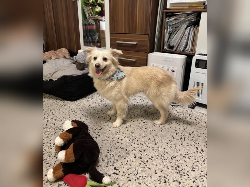 Eevee, schlaues und freundliches Spitz-Mix-Mädchen, geb. 01/2025