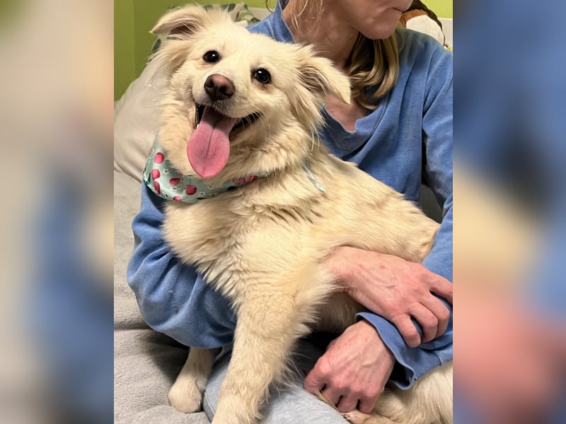 Eevee, schlaues und freundliches Spitz-Mix-Mädchen, geb. 01/2025