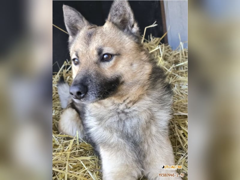 Benji kleiner Spitzmischling mit großem Herz und klugem Kopf