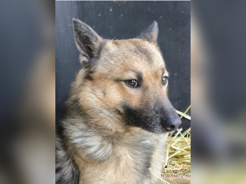 Benji kleiner Spitzmischling mit großem Herz und klugem Kopf