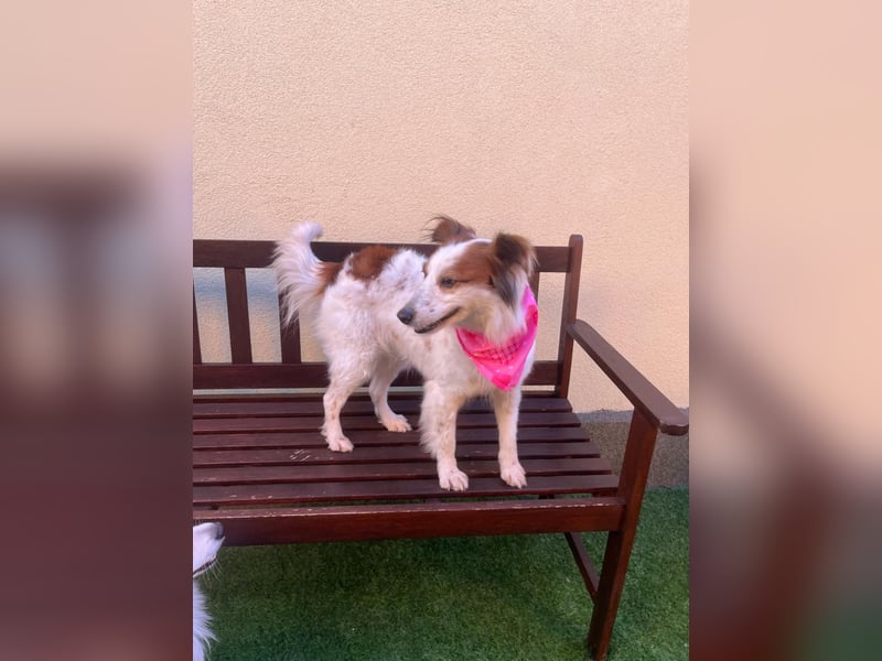 Malia - freundlich, verspielt