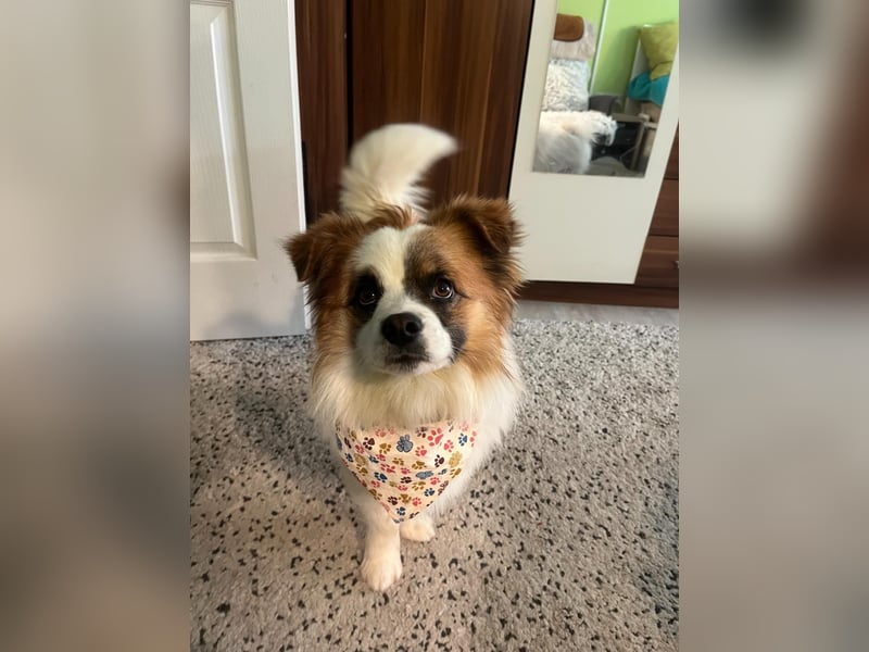 Bodo SR - freundlich, neugierig