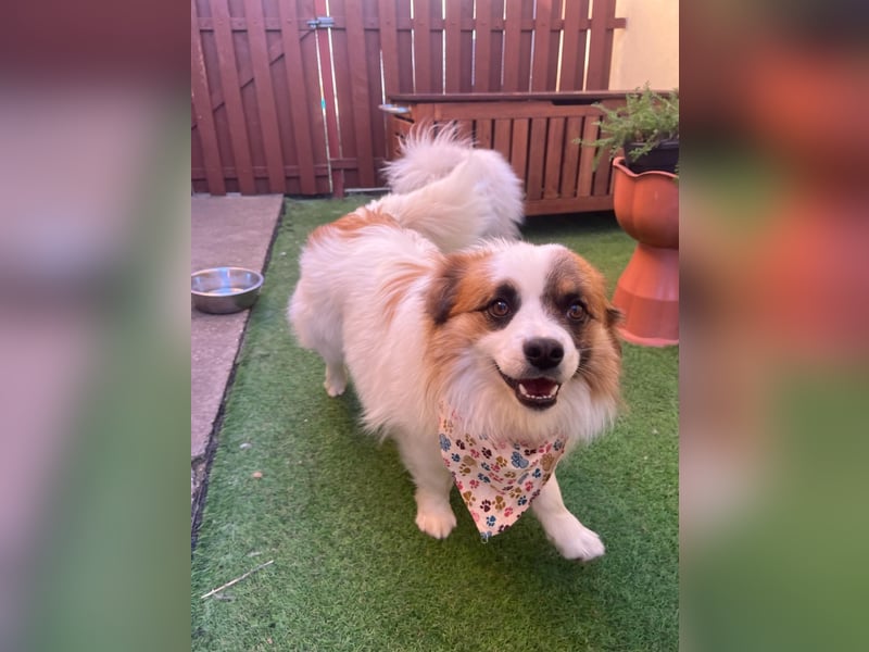 Bodo SR - freundlich, neugierig