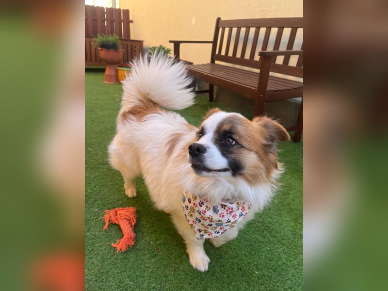 Bodo SR - freundlich, neugierig