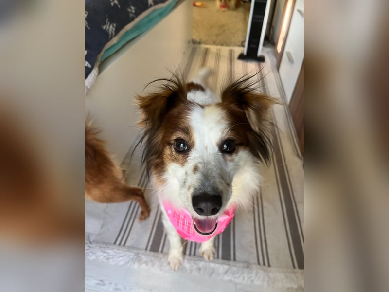 Malia - freundlich, verspielt